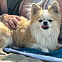 dog, beach, sand, towel, pet, animal, fluffy, tongue_out, paw, sunlight, relaxation, human_hand, tattoo, summer, outdoor, cute, small_dog, canine, fur, resting