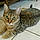 Chatoune