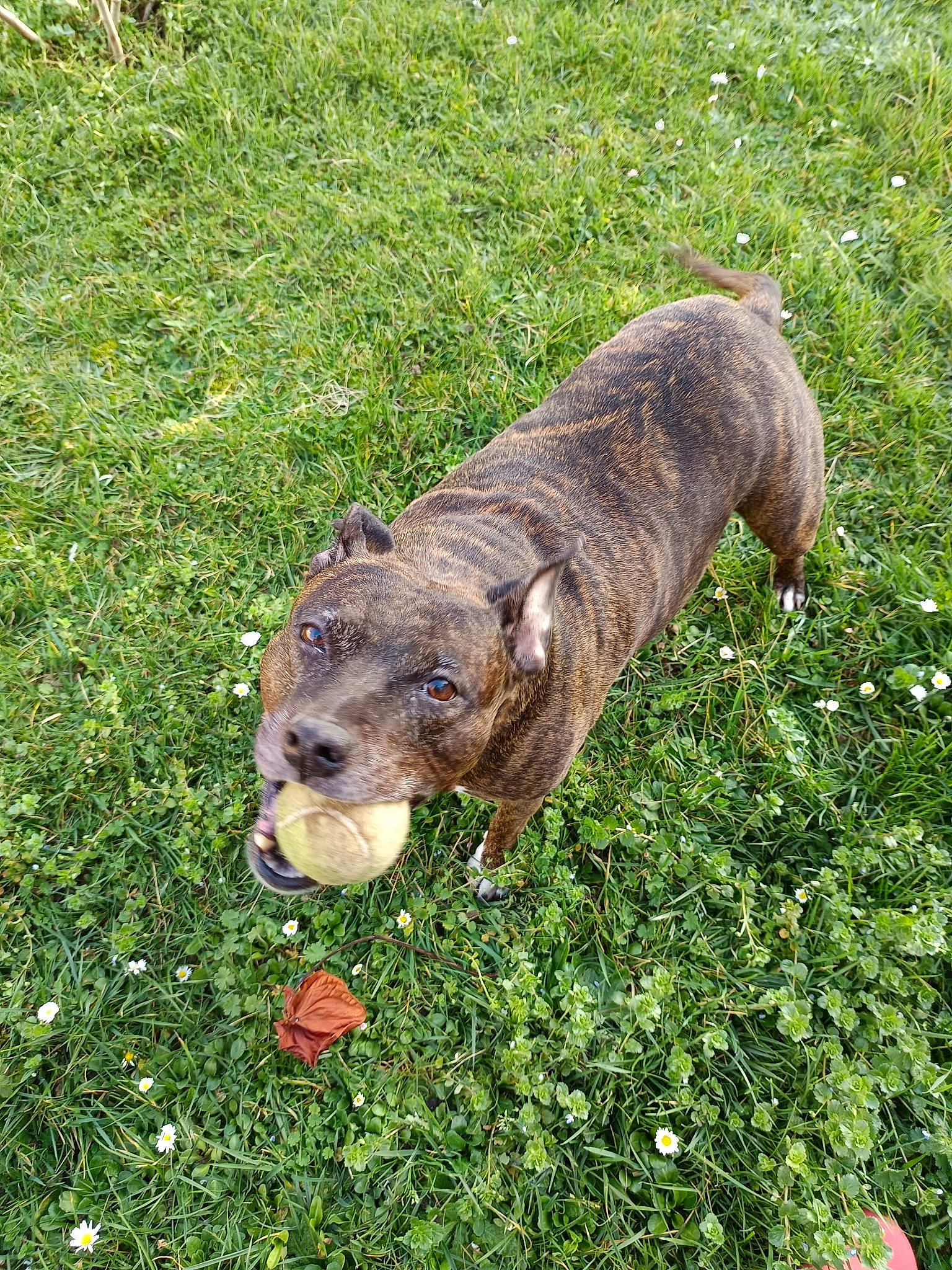 Helya a rejoint le concours — aidez-le/la à gagner de superbes lots ! carnivore, companion_dog, dog_breed, grass, grassland, groundcover, livestock, pasture, plant, shrub, suidae, tail, terrestrial_animal, working_animal