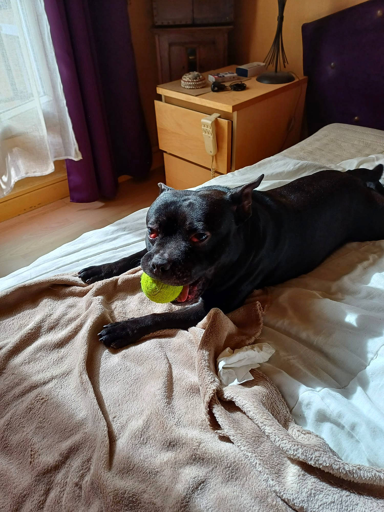 Helya participe au concours pour gagner de l'argent avec cette photo : bedding, cabinetry, carnivore, chest_of_drawers, comfort, companion_dog, curtain, dog, dog_breed, drawer, fawn, floor, flooring, fur, furniture, hardwood, linens, room, wood, working_animal