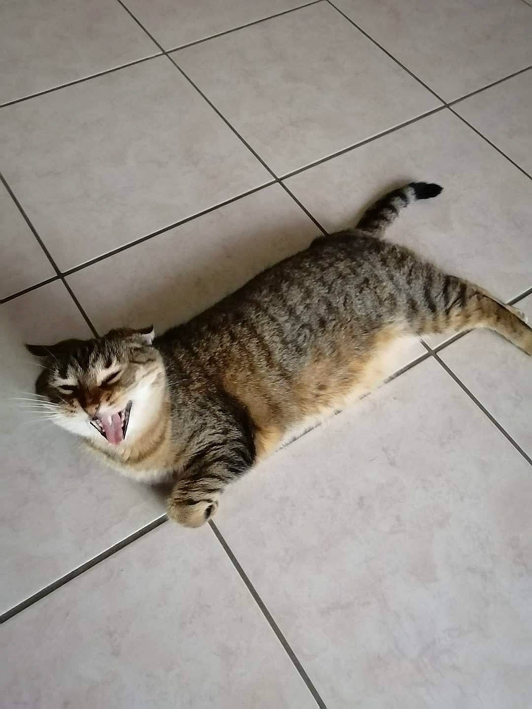 Chatoune participe au concours pour gagner de l'argent avec cette photo : carnivore, cat, claw, domestic_short_haired_cat, felidae, floor, flooring, fur, hardwood, mammal, paw, small_to_medium_sized_cats, snout, tail, terrestrial_animal, vertebrate, whiskers, wood