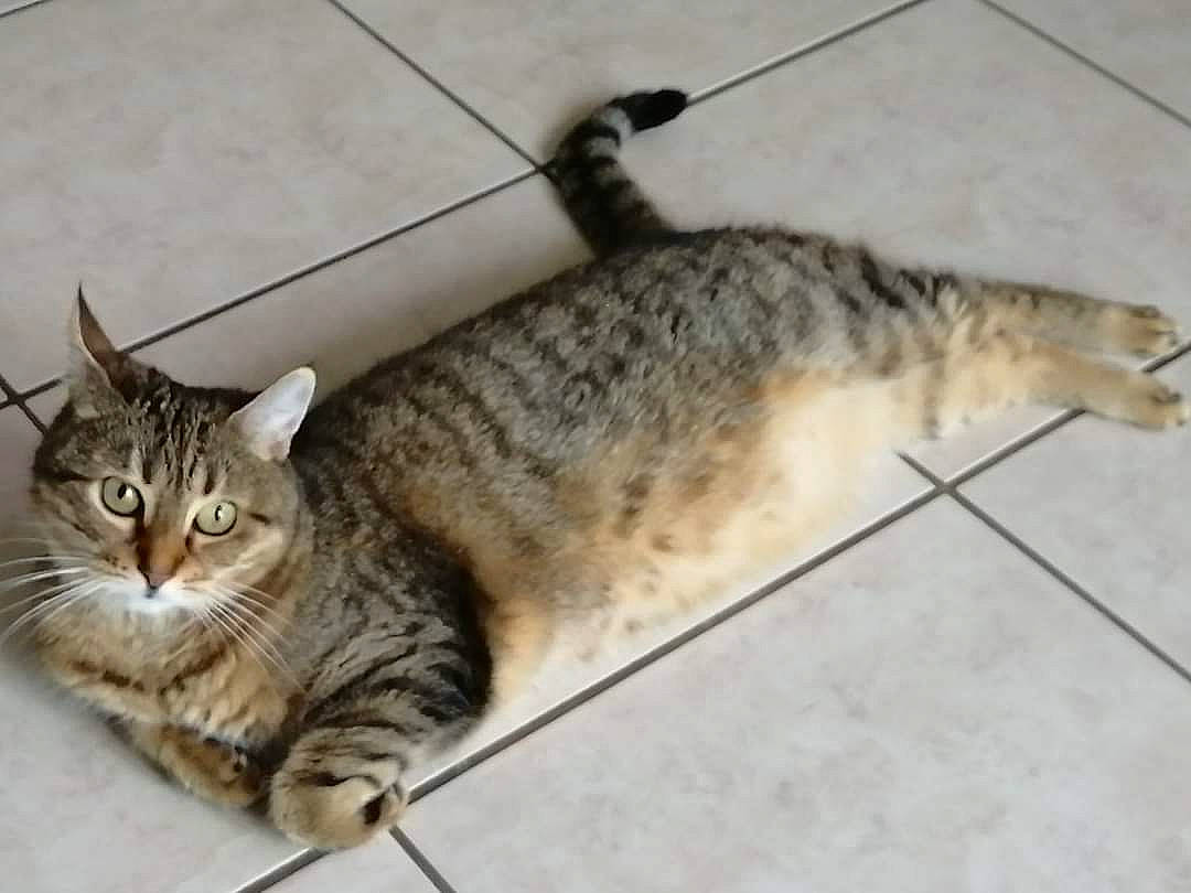 Chatoune a rejoint le concours — aidez-le/la à gagner de superbes lots ! carnivore, cat, claw, domestic_short_haired_cat, felidae, fur, paw, small_to_medium_sized_cats, snout, tail, terrestrial_animal, whiskers