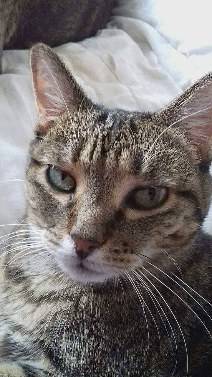 Chatoune a rejoint le concours — aidez-le/la à gagner de superbes lots ! carnivore, cat, domestic_short_haired_cat, felidae, fur, small_to_medium_sized_cats, snout, terrestrial_animal, tree, whiskers, wildlife, window