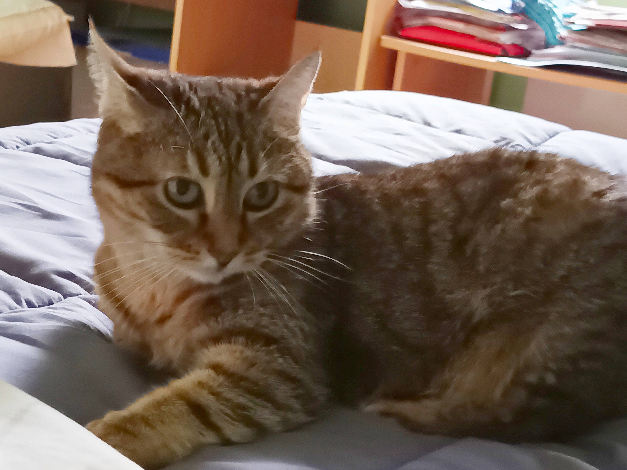 Chatoune a rejoint le concours — aidez-le/la à gagner de superbes lots ! carnivore, cat, cat_supply, claw, comfort, domestic_short_haired_cat, felidae, fur, paw, pet_supply, sitting, small_to_medium_sized_cats, snout, tail, whiskers