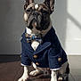 animal, bow_tie, button, canine, clothing, cute, dog, expression, fashion, floor, french_bulldog, indoor, jacket, light, pet, pet_fashion, portrait, shadow, sitting, wooden_floor