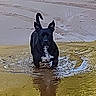 Bear is registered to the contest to win money with this photo: alert, animal, beach, black_dog, canine, curious, dog, ears_up, nature, outdoor, pet, reflection, ripples, riverbank, shallow_water, tail_curl, tire_tracks, walking, water, wet_sand