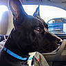animal, black_dog, blue_collar, car_interior, closeup, companion, daylight, dog, domestic_animal, ears, fur, headrest, looking_out, pet, seat, side_profile, snout, travel, vehicle, window
