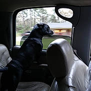 Bear joined the competition — help win amazing prizes! animal, backseat, black_dog, canine, car_interior, curious, daytime, dog, domestic_animal, house, leather_seat, looking_out_window, motion, nature_outside, pet, side_view, travel, trees, vehicle, window