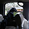animal, backseat, black_dog, canine, car_interior, curious, daytime, dog, domestic_animal, house, leather_seat, looking_out_window, motion, nature_outside, pet, side_view, travel, trees, vehicle, window