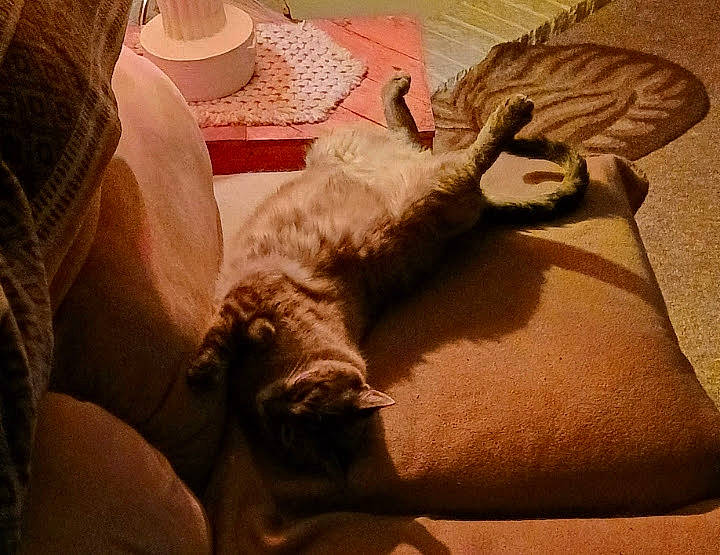 Coco joined the competition — help win amazing prizes! art, carnivore, cat, chair, comfort, companion_dog, couch, fawn, fedora, felidae, flooring, fur, hat, human_leg, linens, small_to_medium_sized_cats, sun_hat, tail, whiskers, wood