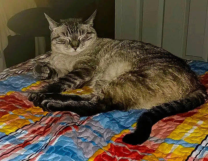 Coco is registered to the contest to win money with this photo: art, carnivore, cat, claw, comfort, domestic_short_haired_cat, felidae, flooring, fur, linens, nap, paw, sitting, small_to_medium_sized_cats, snout, tail, terrestrial_animal, visual_arts, whiskers