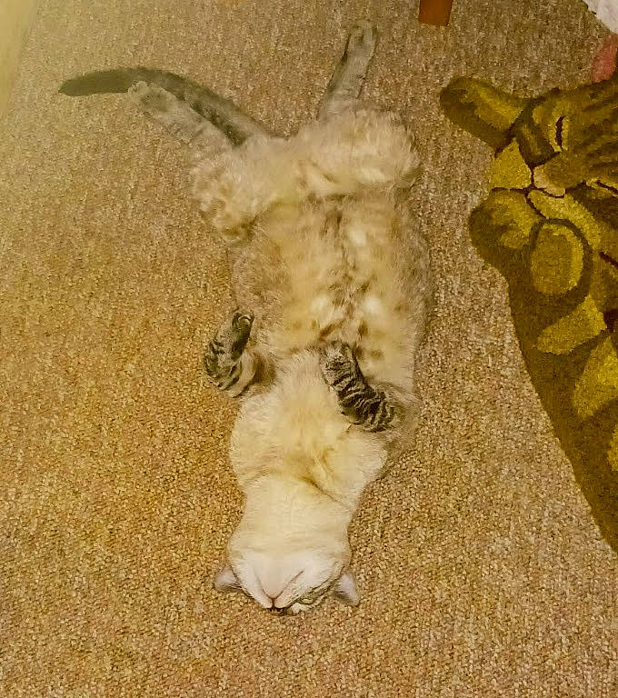 Coco joined the competition — help win amazing prizes! carnivore, claw, comfort, companion_dog, dog, dog_breed, fawn, felidae, flooring, foot, fur, nap, paw, small_to_medium_sized_cats, sporting_group, tail, terrestrial_animal, terrier, toy_dog, whiskers