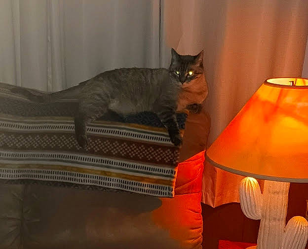 Coco is registered to the contest to win money with this photo: black_cat, carnivore, cat, comfort, domestic_short_haired_cat, event, felidae, grey, hardwood, lamp, lampshade, lantern, linens, room, small_to_medium_sized_cats, tail, textile, tints_and_shades, whiskers, wood