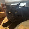 Vader joined the competition — help win amazing prizes! black_cat, cat, indoor, furniture, table, yellow_surface, green_eyes, pet, animal, closeup, face, whiskers, relaxed, domestic, cozy, window, chair, natural_light, fur, curious