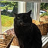 Vader is registered to the contest to win money with this photo: black_cat, cat, pet, windowsill, sunlight, indoor, basket, woven_basket, window, blinds, greenery_outside, domestic_cat, feline, animal, nature_outside, daylight, shadow, home, cozy, portrait