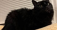 Vader joined the competition — help win amazing prizes! cat, black_cat, pet, indoor, window, blinds, furniture, cozy, curious, fur, whiskers, animal, mammal, relaxed, looking_up, close_up, texture, beige, domestic_cat, resting