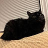 cat, black_cat, pet, indoor, window, blinds, furniture, cozy, curious, fur, whiskers, animal, mammal, relaxed, looking_up, close_up, texture, beige, domestic_cat, resting