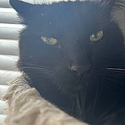 Vader is registered to the contest to win money with this photo: cat, black_cat, close_up, pet, animal, whiskers, eyes, fur, indoors, window_blinds, soft_light, fabric, cozy, portrait, face, mystery, home, domestic_animal, feline