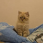 Ariel Volf participe au concours pour gagner de l'argent avec cette photo : animal, bed, blue_blanket, calm, cat, cozy, cute, domestic, feline, fluffy, furry, indoor, kitten, pet, pillow, resting, sitting, soft, wolf_image, young_cat
