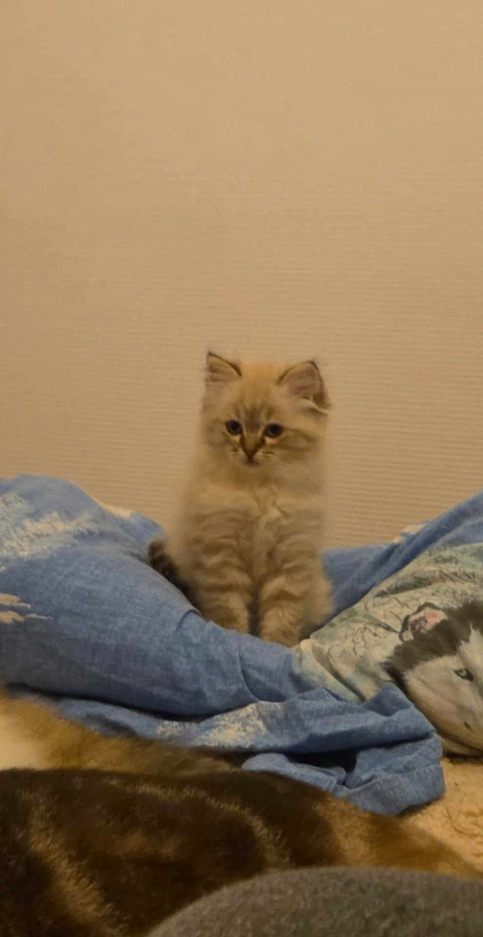 Ariel Volf participe au concours pour gagner de l'argent avec cette photo : animal, bed, blue_blanket, calm, cat, cozy, cute, domestic, feline, fluffy, furry, indoor, kitten, pet, pillow, resting, sitting, soft, wolf_image, young_cat