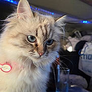 Ariel Volf participe au concours pour gagner de l'argent avec cette photo : animal, background_blur, blue_eyes, blue_lighting, cat, closeup, curious, cute, domestic_cat, feline, fluffy_fur, glass, indoor, indoor_lighting, pet, pink_collar, portrait, soft_fur, table, whiskers