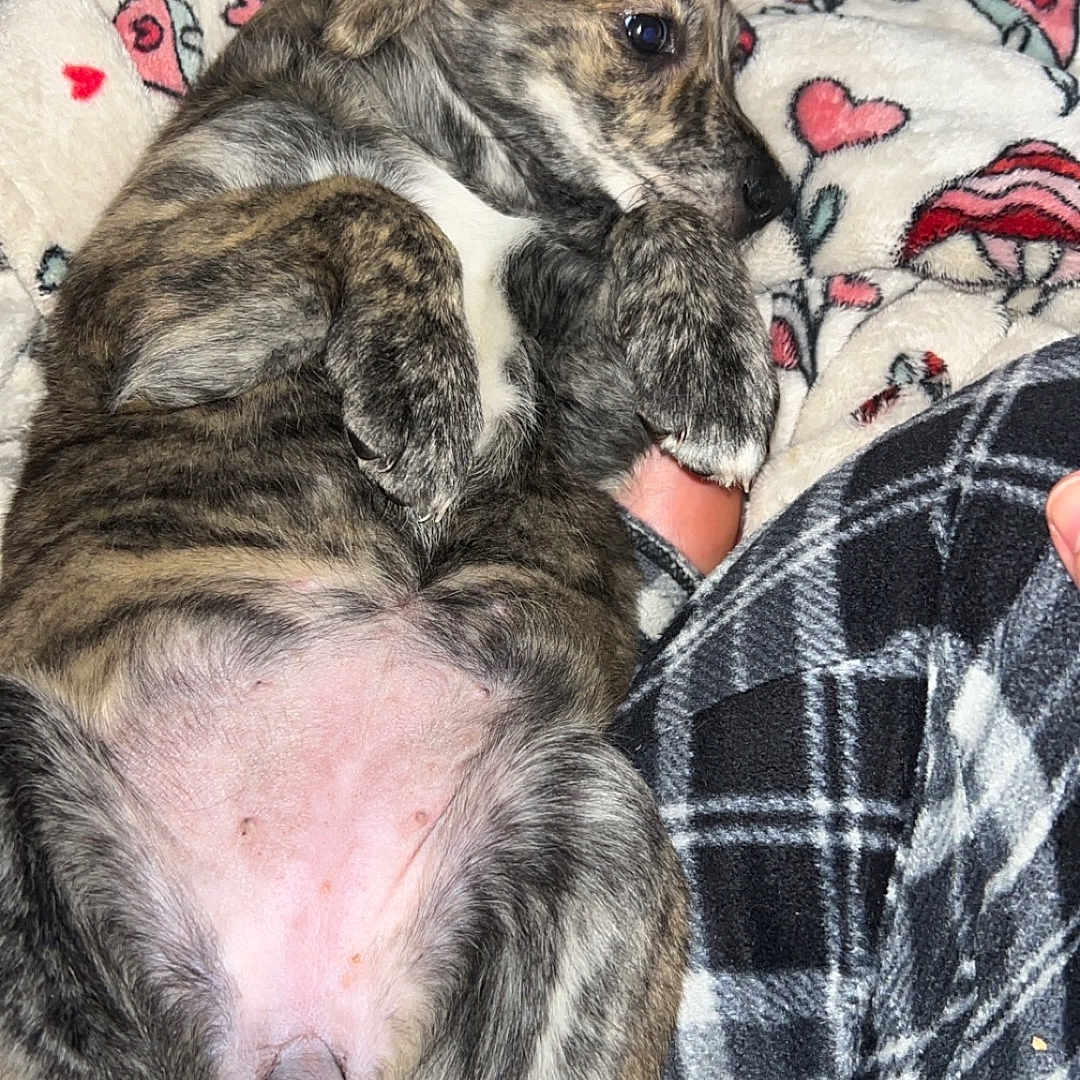 Jupiter joined the competition — help win amazing prizes! animal, ball, bed, blanket, bulldog, canine, couch, dog, face, furniture, head, hound, person, pet, photography, portrait, puppy, quilt, sleeping, sport