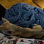 dog, blanket, wood_floor, furniture, indoor, pet, cozy, sleepy, brown_dog, fabric, home, stretching, animal, comfort, carpet, living_room, relaxing, small_dog, pile, texture