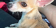 Aster is registered to the contest to win money with this photo: chihuahua, dog, small_dog, pet, animal, car_interior, lap, ears, brown_eyes, fur, sitting, looking_back, person, clothing, seat, steering_wheel, closeup, indoors, cute, companion