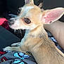 chihuahua, dog, small_dog, pet, animal, car_interior, lap, ears, brown_eyes, fur, sitting, looking_back, person, clothing, seat, steering_wheel, closeup, indoors, cute, companion