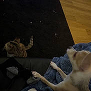 Aster joined the competition — help win amazing prizes! dog, cat, blanket, couch, wooden_floor, rug, indoor, pet, furniture, small_dog, tabby_cat, resting, cozy, home, animal, domestic, relaxed, blue_blanket, brown_rug, chair_leg