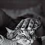 black_and_white, blanket, bracelet, cat, close_up, contentment, cozy, cuddling, fur, hand, human_hand, jewelry, nail_art, pet, portrait, purring, relaxation, sleeping_cat, texture, whiskers