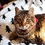 animal, bell, blanket, cat, close_up, collar, cozy, feline, fur, green_eyes, indoor, lying_down, patterned_blanket, pet, portrait, resting, soft_texture, tabby_cat, tree_pattern, whiskers
