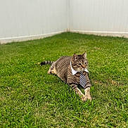 Norman is registered to the contest to win money with this photo: backyard, cat, collar, domestic_cat, feline, focus_subject, grass, green_grass, lying_down, outdoor, paws, pet, portrait, relaxed, shallow_depth_of_field, striped_fur, tabby_cat, tie, whiskers, white_fence