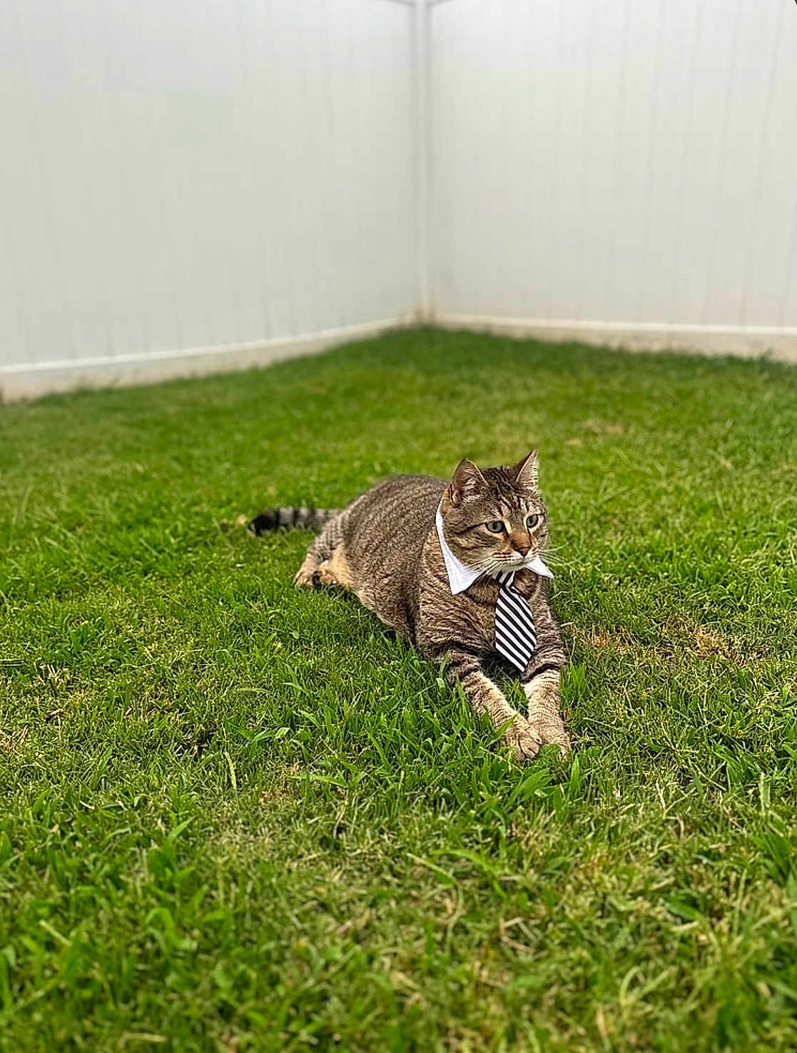 Norman is registered to the contest to win money with this photo: backyard, cat, collar, domestic_cat, feline, focus_subject, grass, green_grass, lying_down, outdoor, paws, pet, portrait, relaxed, shallow_depth_of_field, striped_fur, tabby_cat, tie, whiskers, white_fence