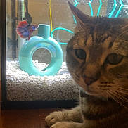 Norman joined the competition — help win amazing prizes! carnivore, cat, cat_supply, claw, domestic_short_haired_cat, felidae, fur, mechanical_fan, paw, pet_supply, photo_caption, room, small_to_medium_sized_cats, tail, whiskers, wood