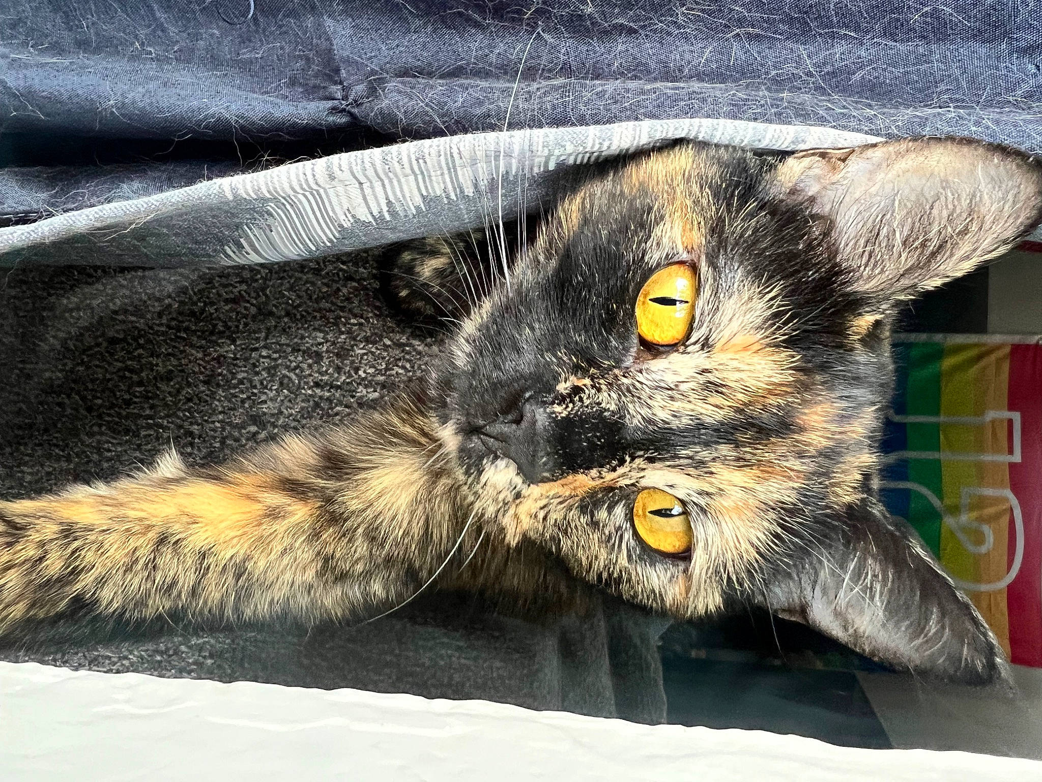 Java is registered to the contest to win money with this photo: carnivore, cat, claw, comfort, domestic_short_haired_cat, felidae, fur, grey, nap, paw, small_to_medium_sized_cats, snout, tail, terrestrial_animal, whiskers