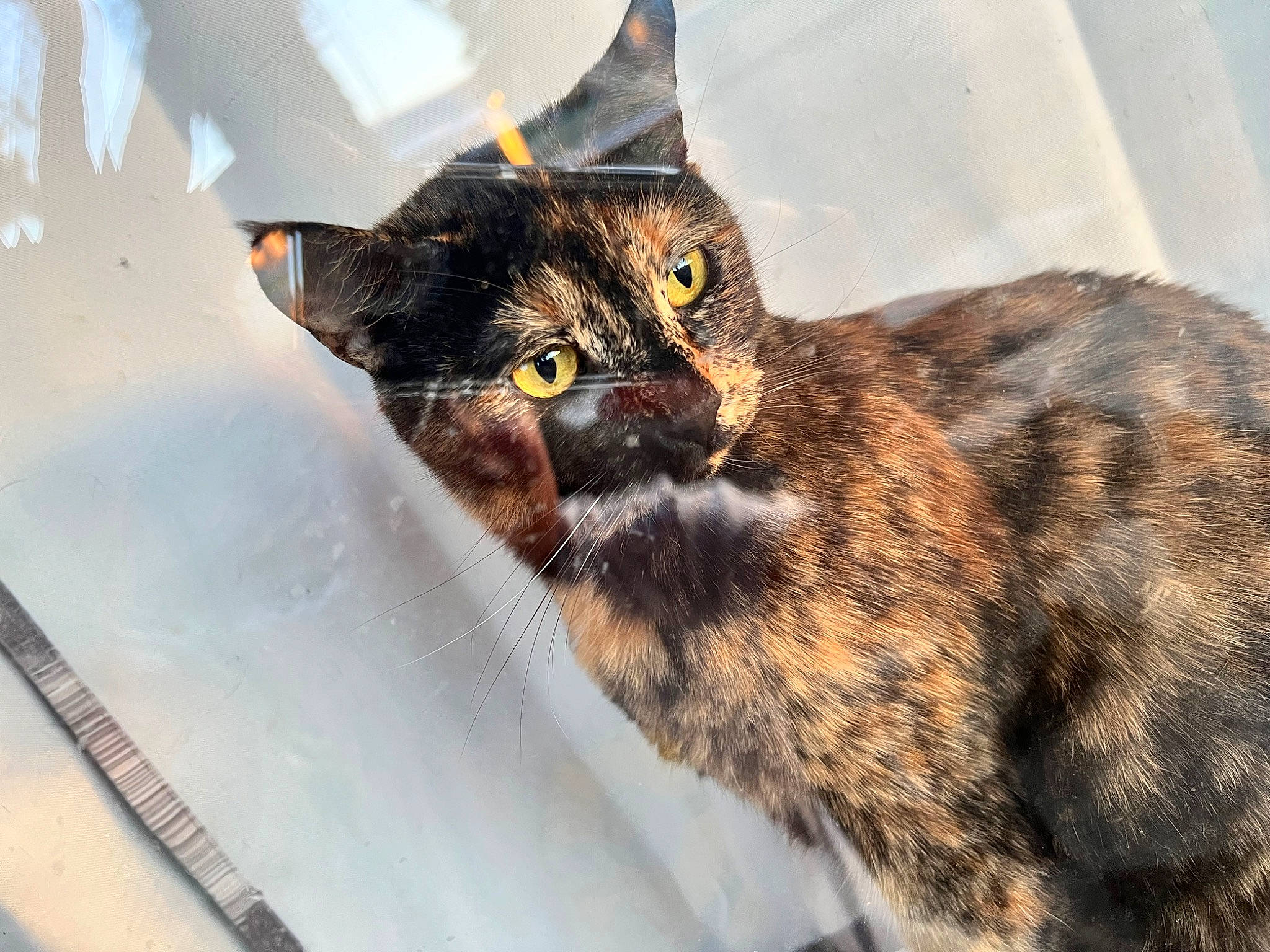 Java is registered to the contest to win money with this photo: carnivore, cat, claw, domestic_short_haired_cat, eye, felidae, fur, plant, small_to_medium_sized_cats, snout, terrestrial_animal, tree, whiskers, wildlife, window, windshield