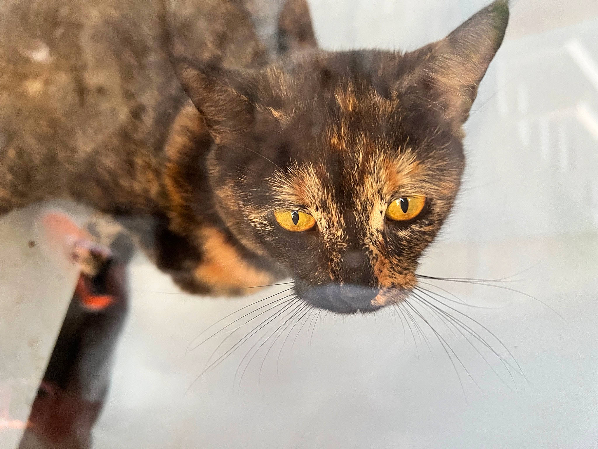 Java is registered to the contest to win money with this photo: carnivore, cat, claw, close_up, domestic_short_haired_cat, felidae, fur, small_to_medium_sized_cats, terrestrial_animal, whiskers, wildlife