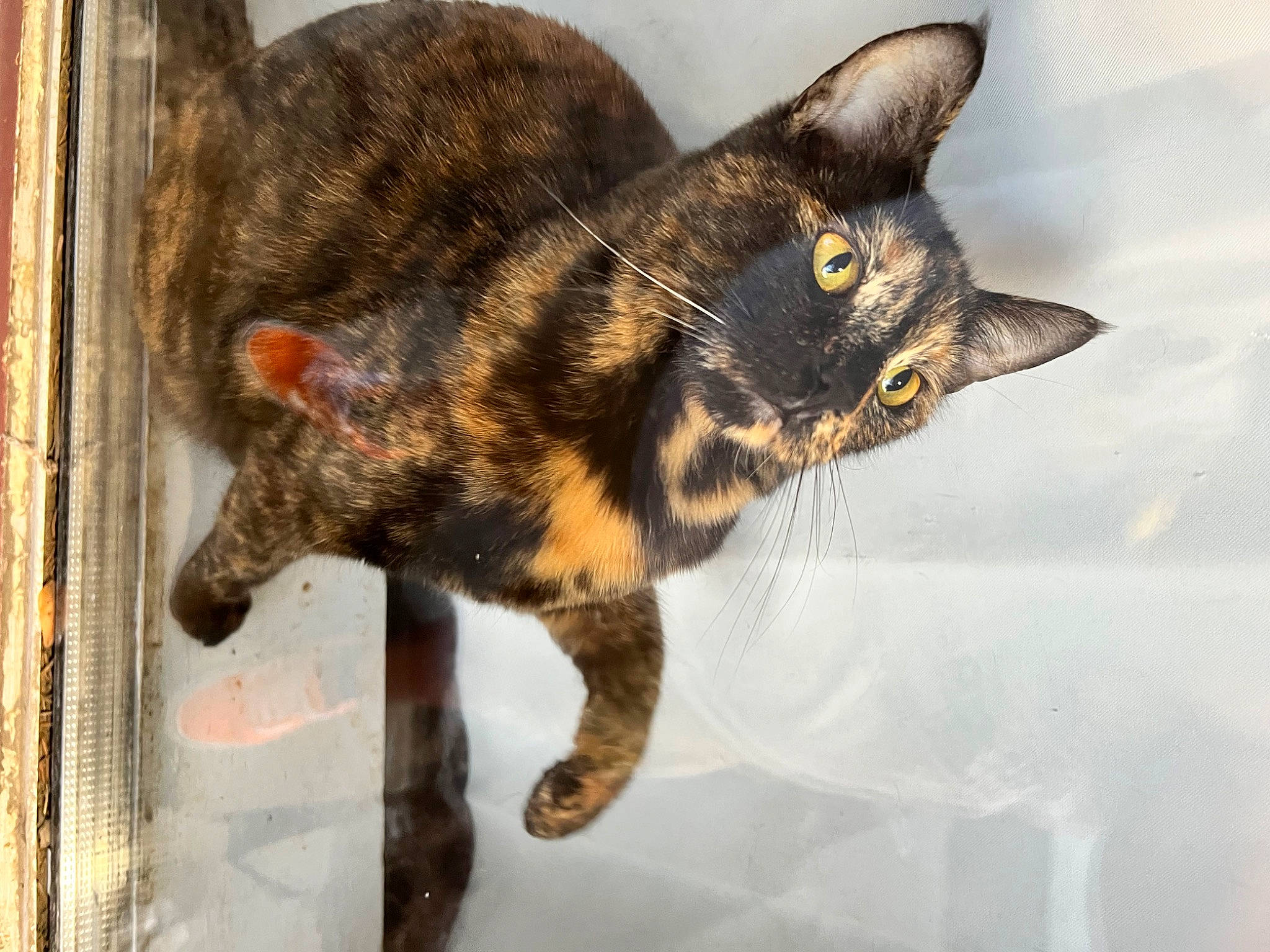 Java joined the competition — help win amazing prizes! art, carnivore, cat, claw, domestic_short_haired_cat, eye, felidae, fur, paw, small_to_medium_sized_cats, snout, tail, terrestrial_animal, tree, visual_arts, whiskers, wildlife, window, wood