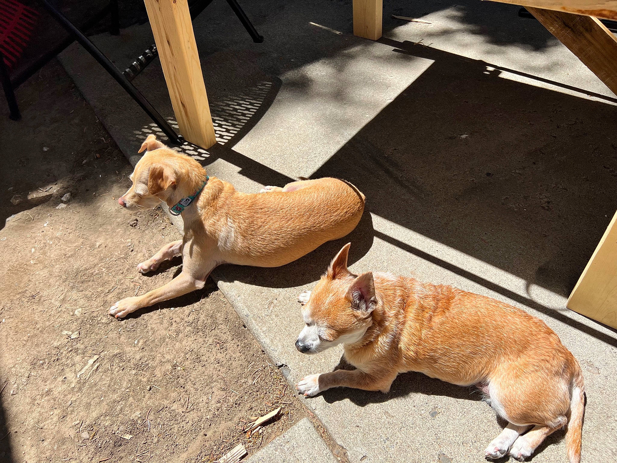 Chacha is registered to the contest to win money with this photo: asphalt, carnivore, collar, companion_dog, curb, dog, dog_breed, dog_collar, dog_supply, fawn, flooring, leash, paw, pet_supply, road_surface, sidewalk, street_dog, tail, wood, working_animal