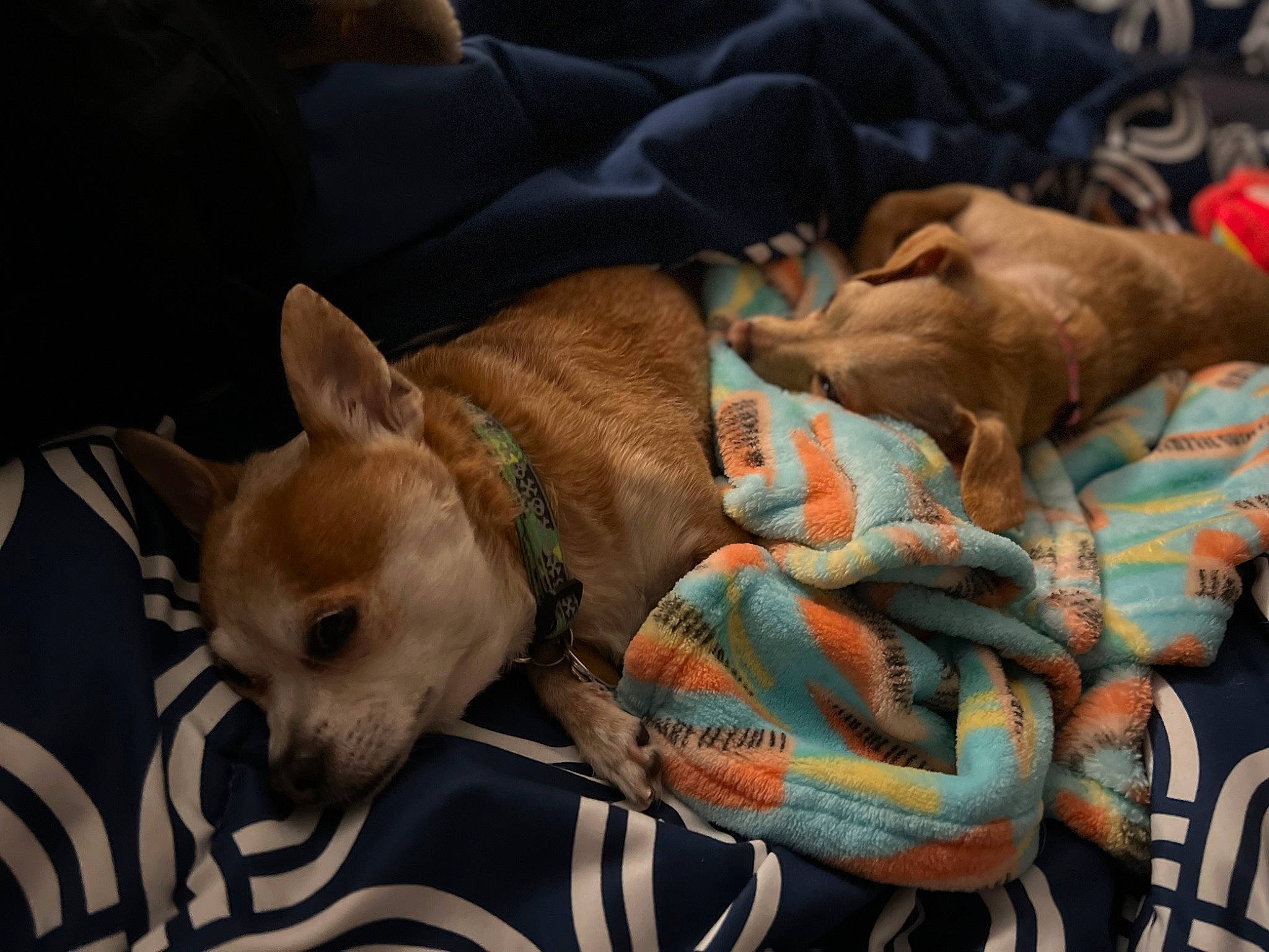 Chacha is registered to the contest to win money with this photo: canidae, carnivore, chihuahua, comfort, companion_dog, corgi_chihuahua, dog, dog_breed, dog_supply, fawn, linens, mammal, nap, non_sporting_group, sleep, small_terrier, snout, sporting_group, toy_dog, working_animal