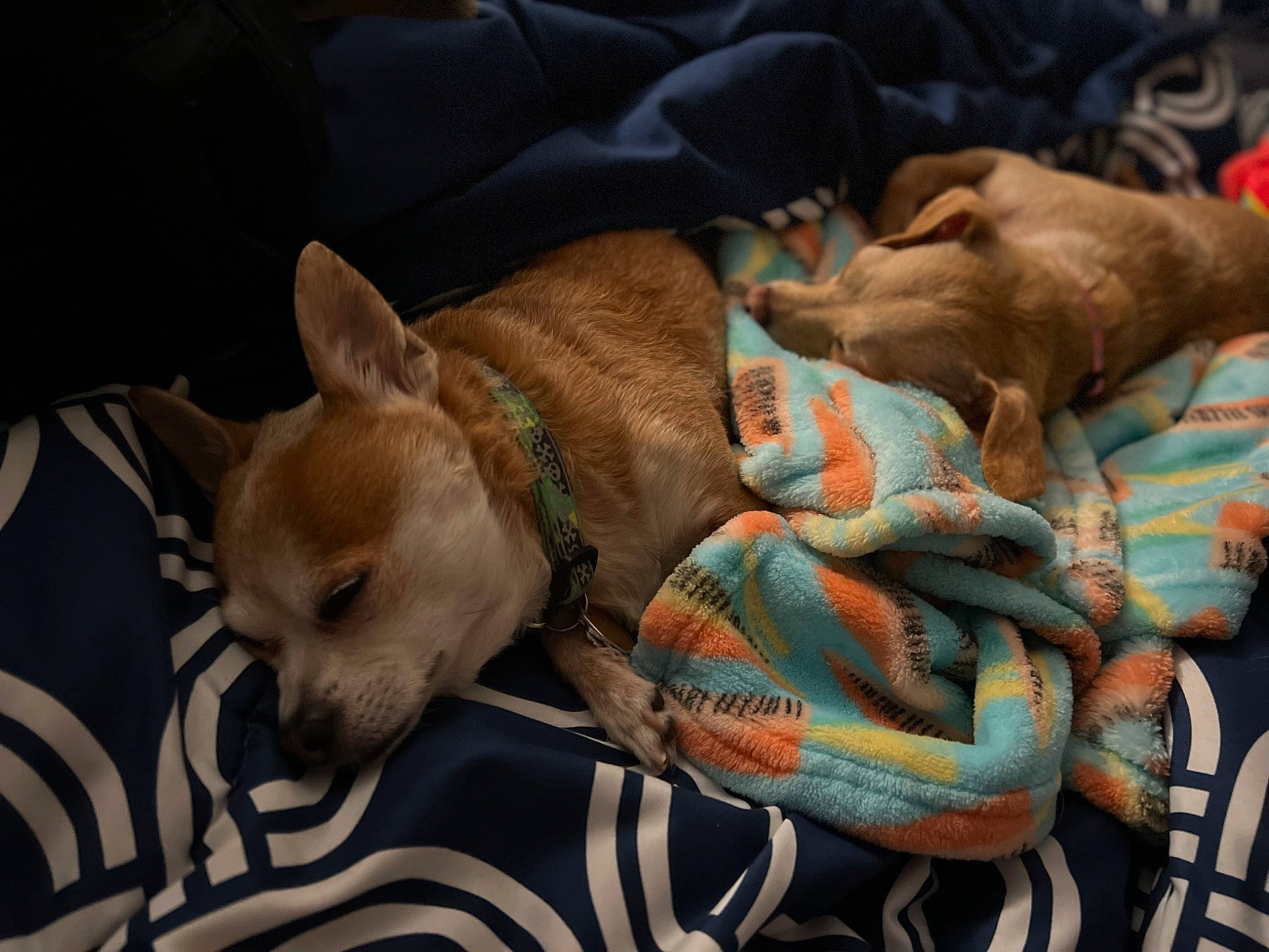 Chacha is registered to the contest to win money with this photo: canidae, carnivore, comfort, companion_dog, dog, dog_bed, dog_breed, dog_supply, fawn, fur, linens, nap, non_sporting_group, puppy, sleep, snout, sporting_group, toy_dog, vertebrate, working_animal