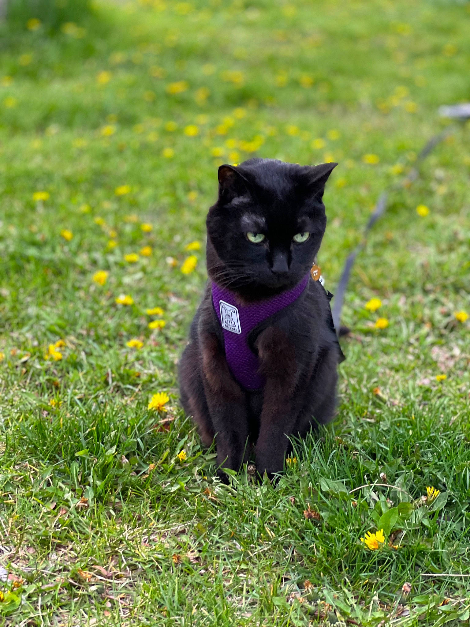 Midnigth is registered to the contest to win money with this photo: black_cat, bombay, carnivore, cat, dog_breed, domestic_short_haired_cat, eye, felidae, flower, fur, grass, grassland, groundcover, herbaceous_plant, plant, small_to_medium_sized_cats, snout, tail, terrestrial_animal, whiskers