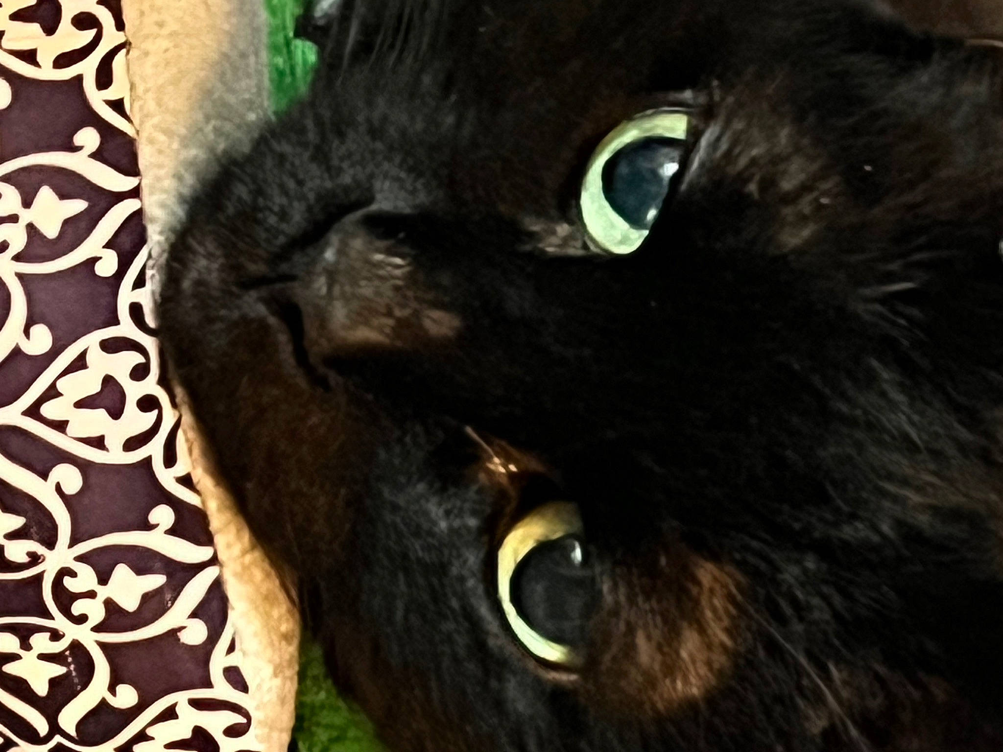Midnigth joined the competition — help win amazing prizes! black_cat, bombay, carnivore, cat, close_up, domestic_short_haired_cat, felidae, fur, iris, small_to_medium_sized_cats, snout, terrestrial_animal, whiskers