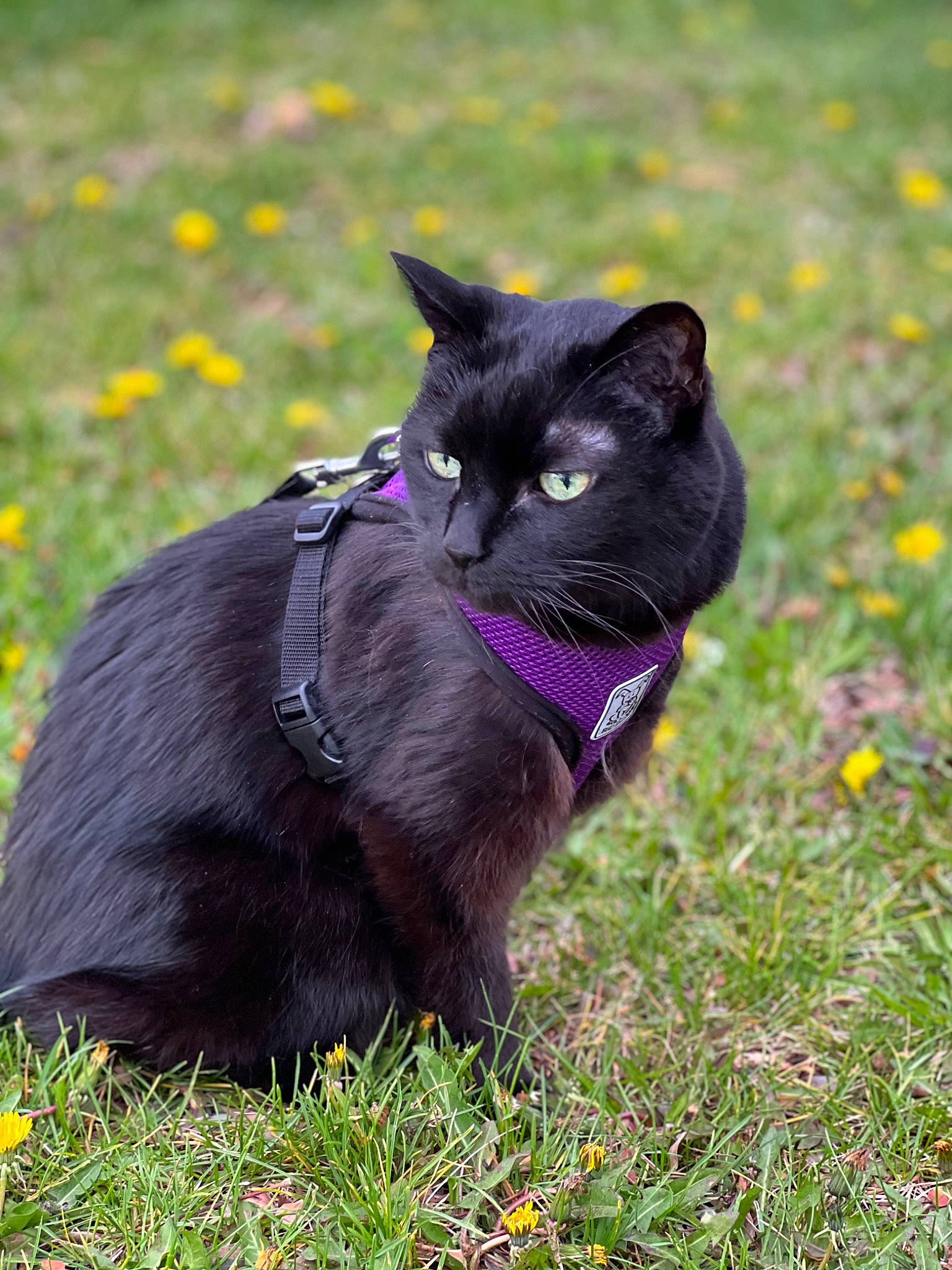 Midnigth joined the competition — help win amazing prizes! annual_plant, black_cat, bombay, carnivore, cat, domestic_short_haired_cat, electric_blue, felidae, flower, fur, grass, grassland, groundcover, plant, sitting, small_to_medium_sized_cats, snout, tail, terrestrial_animal, whiskers