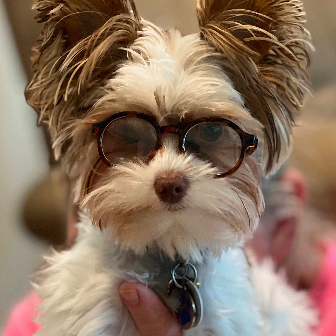 Cootie joined the competition — help win amazing prizes! animal, brown, closeup, collar, cute, dog, domestic, ears, eyewear, face, fluffy, fur, glasses, hand, holding, indoor, pet, portrait, tag, white