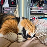 Bubbles is registered to the contest to win money with this photo: cat, calico_cat, sleeping, bed, blanket, fur, indoor, cozy, resting, pet, animal, cute, whiskers, paws, soft, comfort, relaxed, feline, home, nap