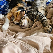 Bubbles joined the competition — help win amazing prizes! cat, cats, sleeping, bed, blanket, snuggling, cozy, indoor, feline, resting, striped_cat, calico_cat, paw, fur, cute, domestic_animal, relaxation, home, comfort, animal