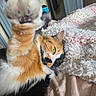 Bubbles joined the competition — help win amazing prizes! cat, calico_cat, paw, green_eyes, bed, blanket, crochet, cozy, feline, stretching, fur, indoor, pet, relaxed, close_up, animal, cute, whiskers, sleepy, soft