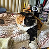 cat, calico_cat, pet, indoor, bed, blanket, furniture, lamp, bedroom, cozy, fur, paw, relaxed, sleepy, stuffed_toy, bb8, clothing, hanger, nightstand, textured_blanket